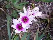 Ixia Mauve Eye